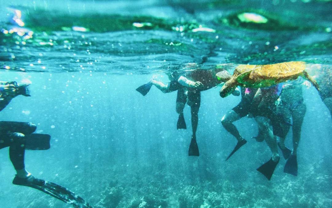 A sea turtle swimming beside snorkelers in clear water off Quepos