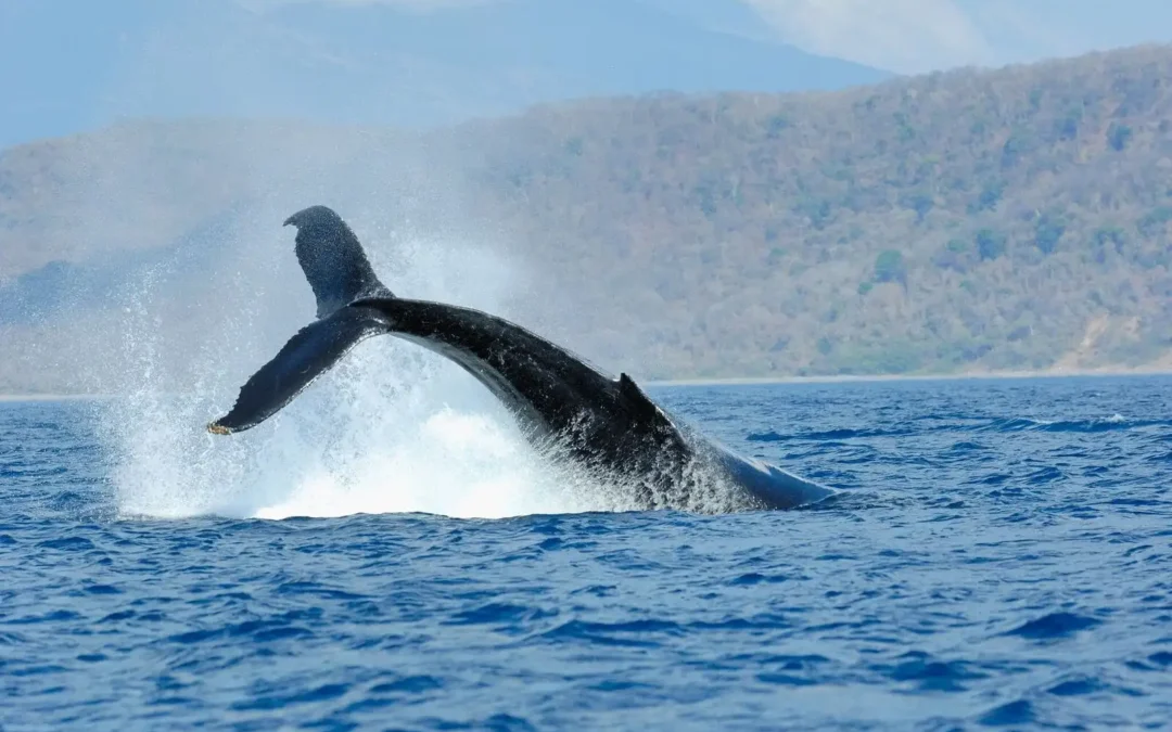 A humpback whale showing its tail off the Manuel Antonio coastline
