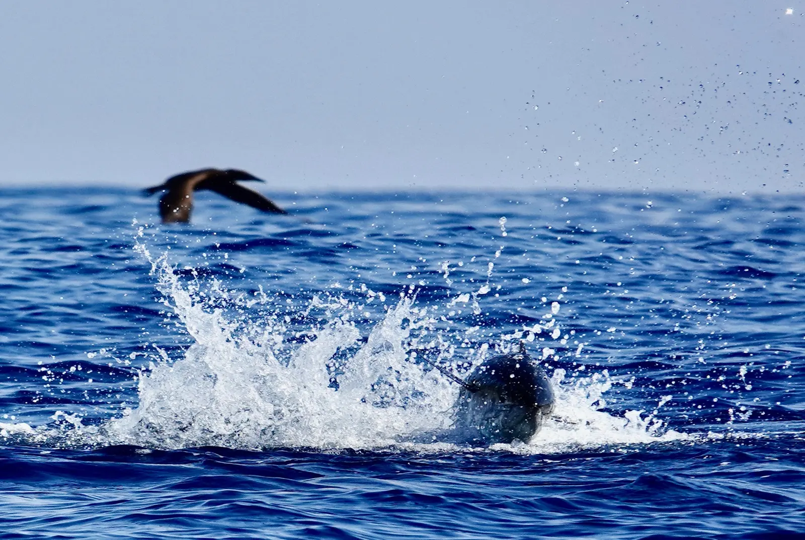 A large fish crashing back into the ocean in a burst of white spray during a Vuelto Loco charter.