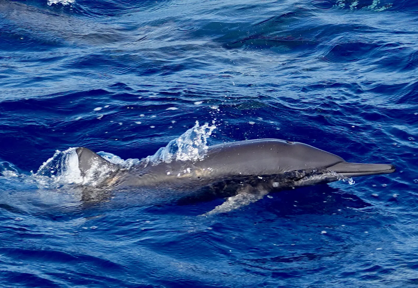 A single dolphin surfacing close to the camera with water spray.