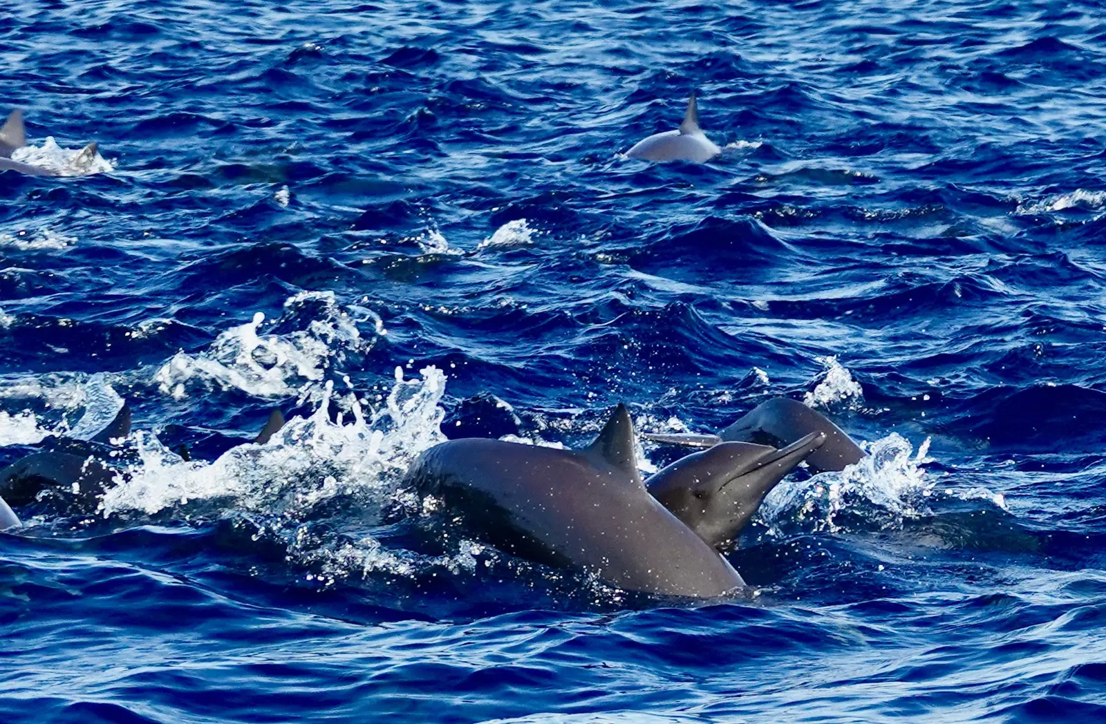A pod of dolphins surfacing near the boat, fins and a beak visible above the water.