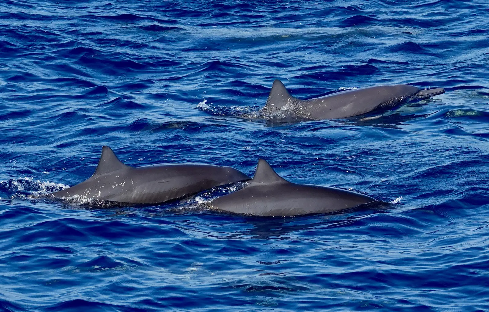 A pod of dolphins crossing the bow of the Vuelto Loco on an offshore run