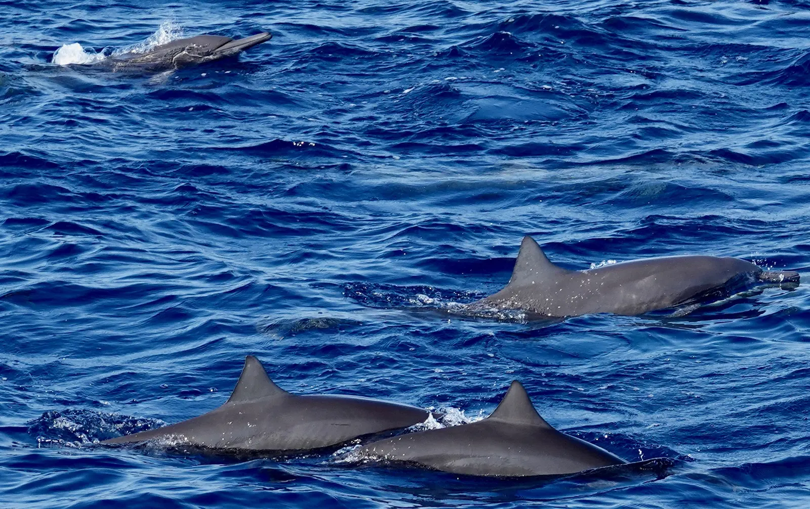 Several dolphins surfacing together, fins spread across the frame.