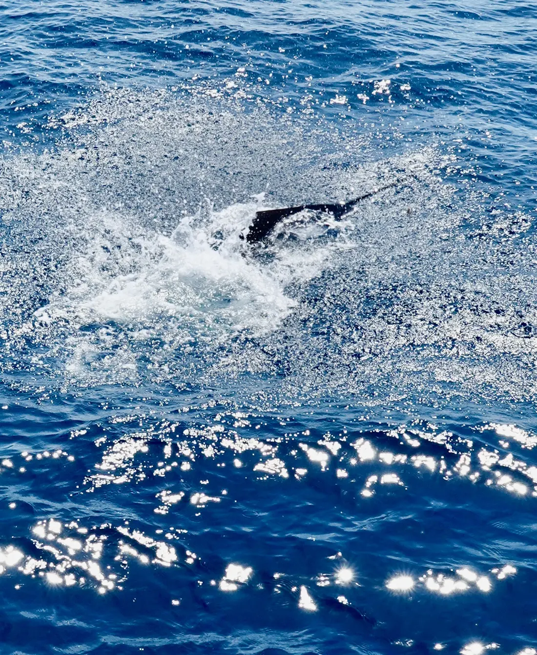 A fish breaking the ocean surface in a splash of white water.