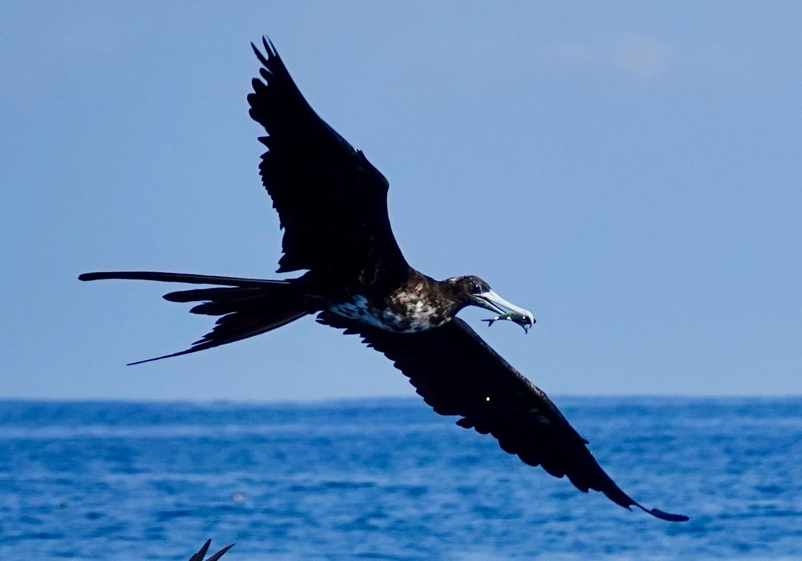 A frigatebird flying over the Pacific with a small fish caught in its beak near Marina Pez Vela, Quepos.