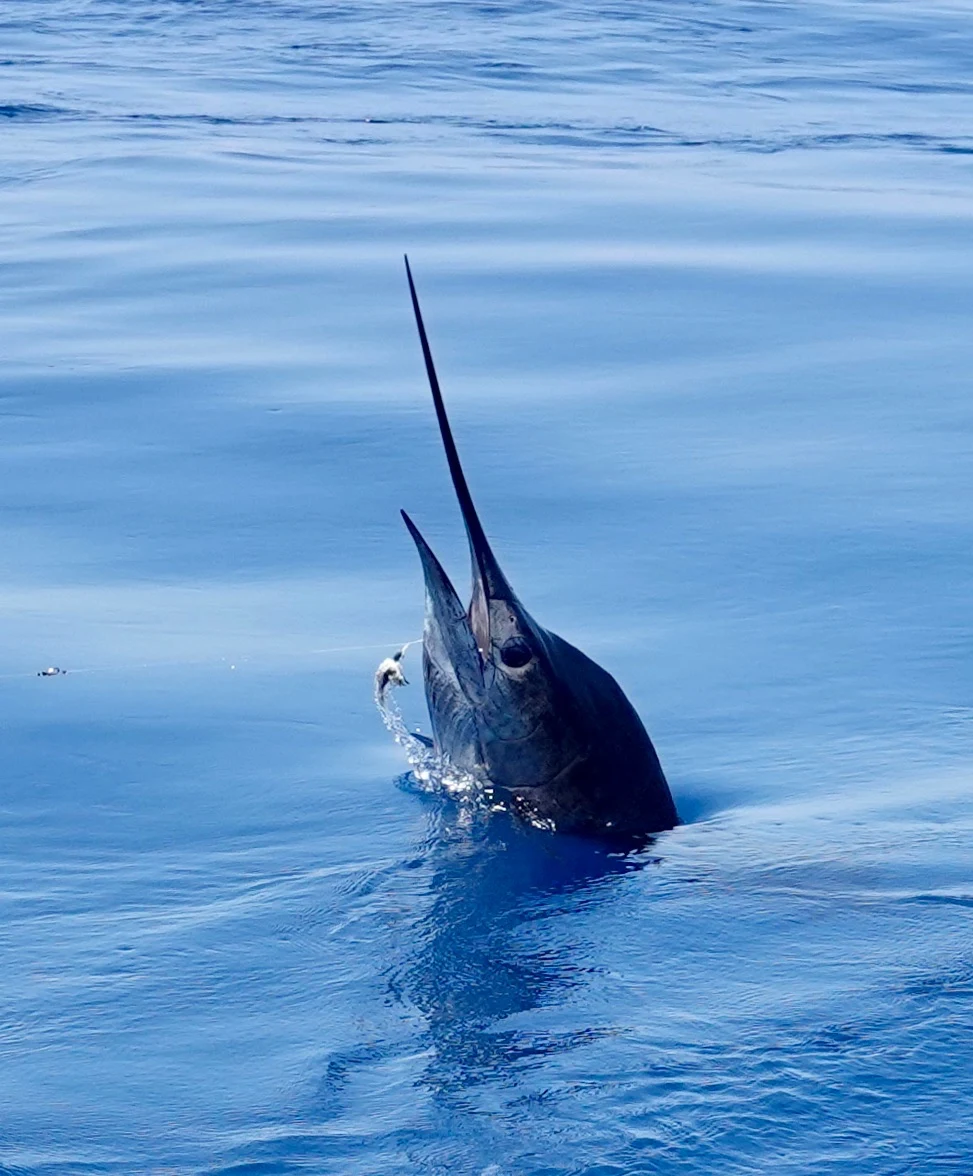 A sailfish with its long bill and head raised vertically out of calm blue water near Quepos, Costa Rica.