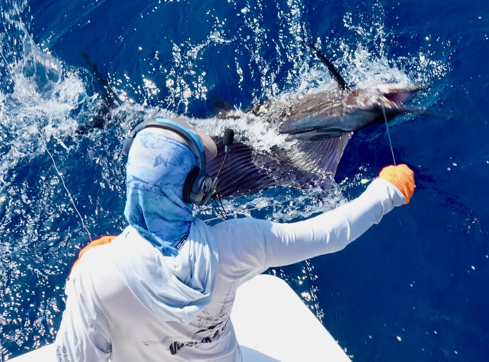 A crew member leadering a sailfish boatside for release off Quepos