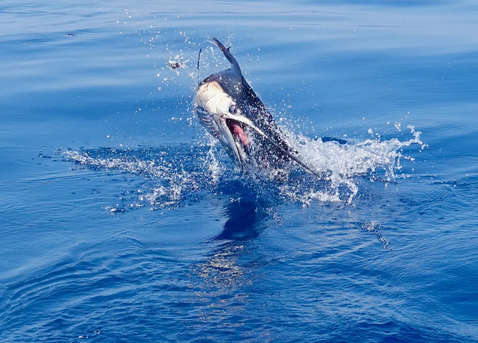A sailfish leaping out of the water with its mouth open, hooked during a Vuelto Loco fishing charter.