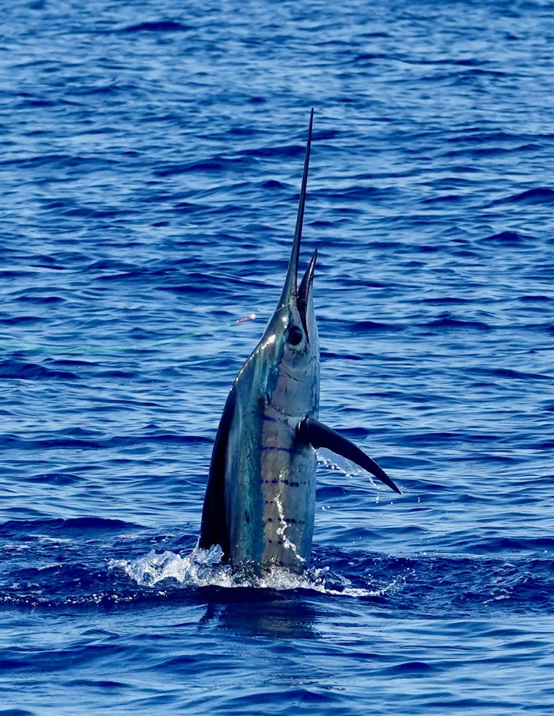 A sailfish leaping vertically out of blue ocean water off Quepos, Costa Rica, hooked on a Vuelto Loco charter line.
