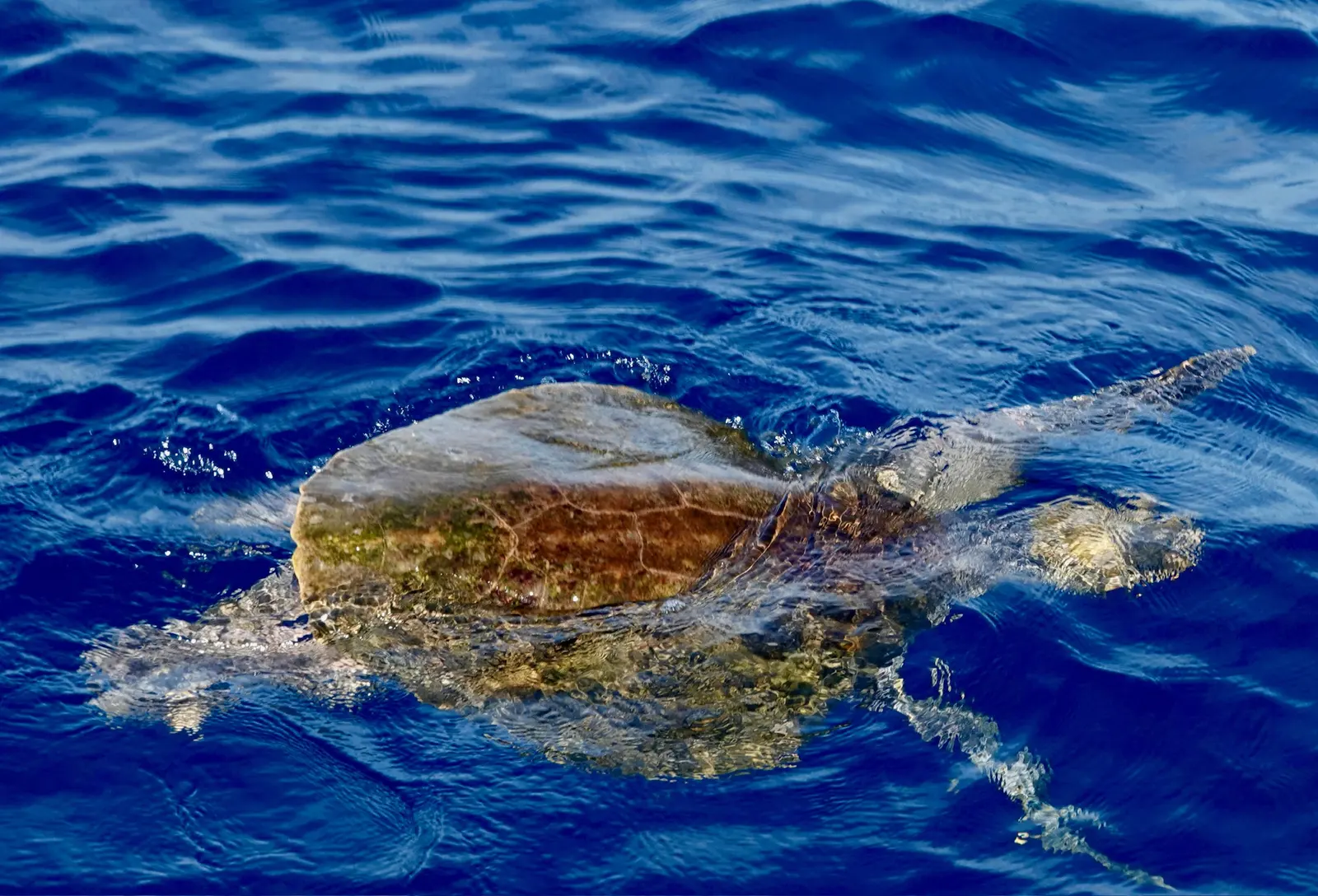 A sea turtle surfacing in clear deep blue water off the Costa Rican Pacific coast