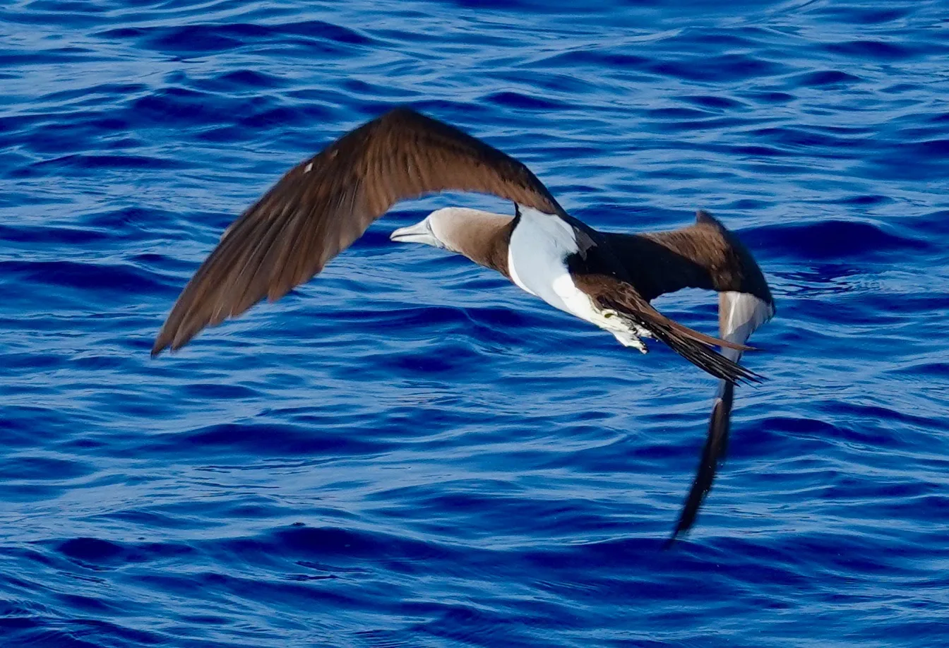 A seabird gliding low over the ocean with wings swept back.