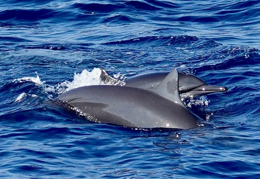 Two dolphins surfacing close together in blue water.