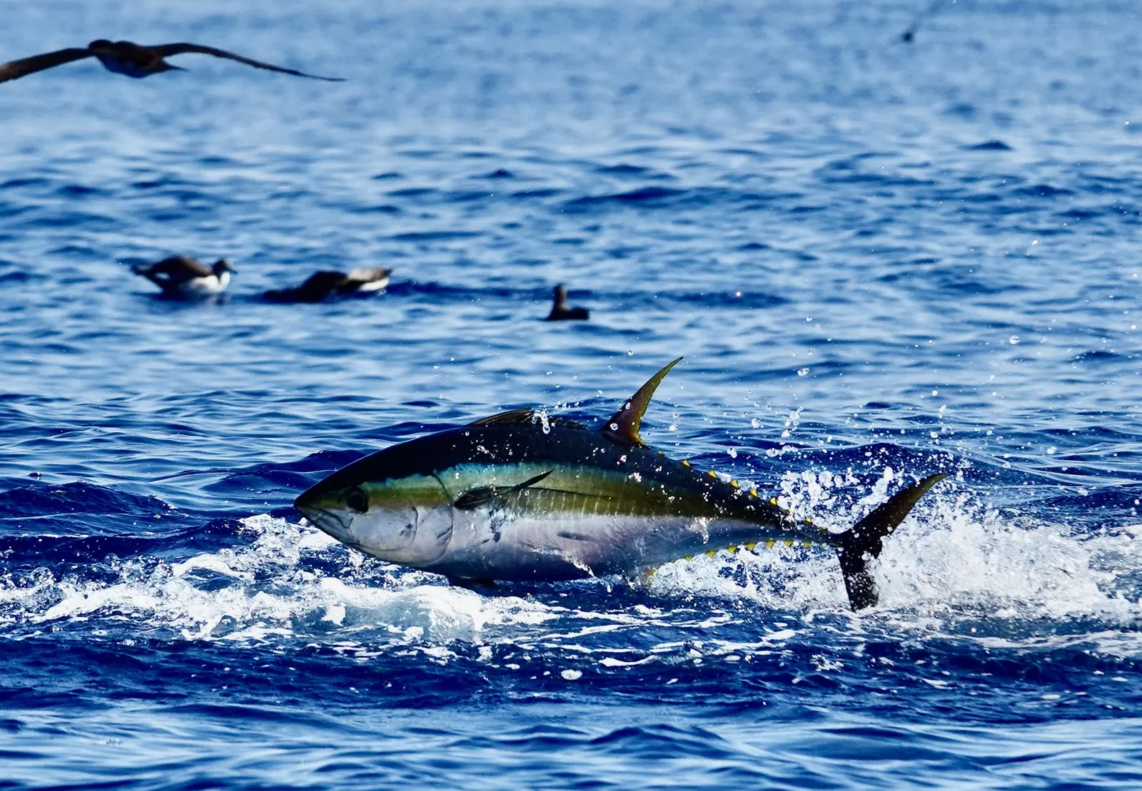 A yellowfin tuna breaking the surface off Quepos with seabirds working overhead