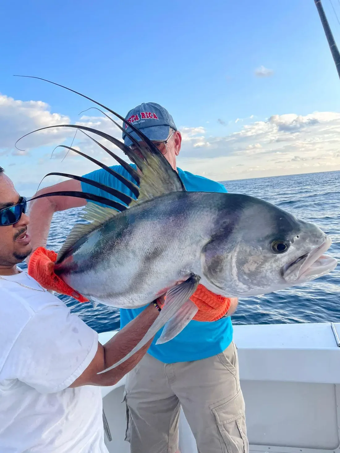 A roosterfish caught aboard the Vuelto Loco, dorsal comb raised, moments before release