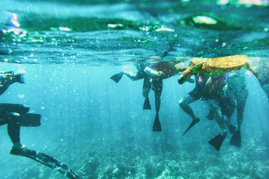 Una tortuga marina nada junto a personas con esnórquel en aguas claras frente a Quepos