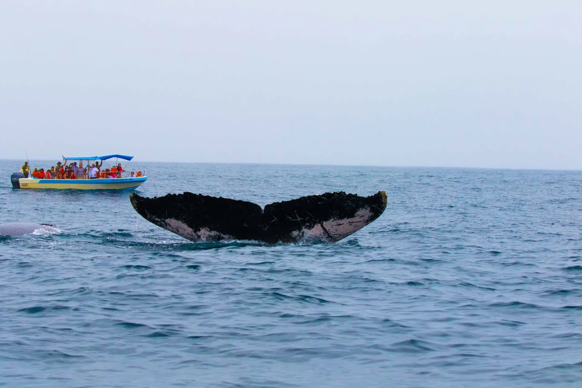 Una ballena jorobada saliendo a la superficie frente a la costa del Pacífico central de Costa Rica